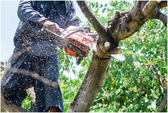 tree services South Temple